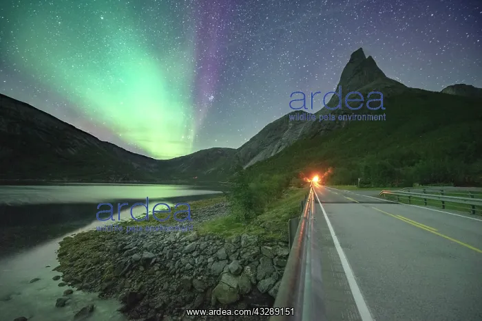 : Night shot of (Aurora borealis) a road with illuminated : Night shot of (Aurora borealis) a road with illuminated