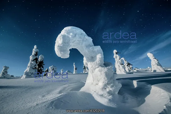 : Night shot with starry sky in winter, snow-covered : Night shot with starry sky in winter, snow-covered