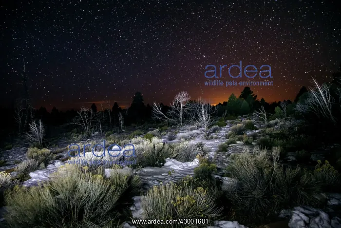 : Night Sky - Grand Canyon National Park on the south rim : Night Sky - Grand Canyon National Park on the south rim