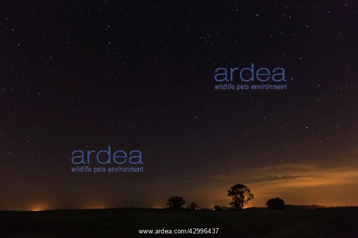 : Night Sky - with stars and tree silhouettes beside : Night Sky - with stars and tree silhouettes beside