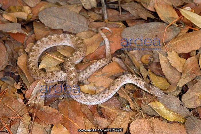 : Night Snake : Night Snake