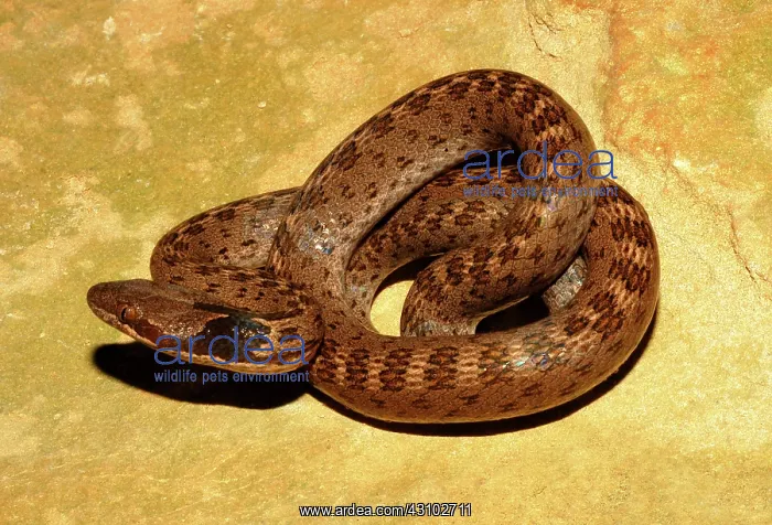 : Night Snake : Night Snake