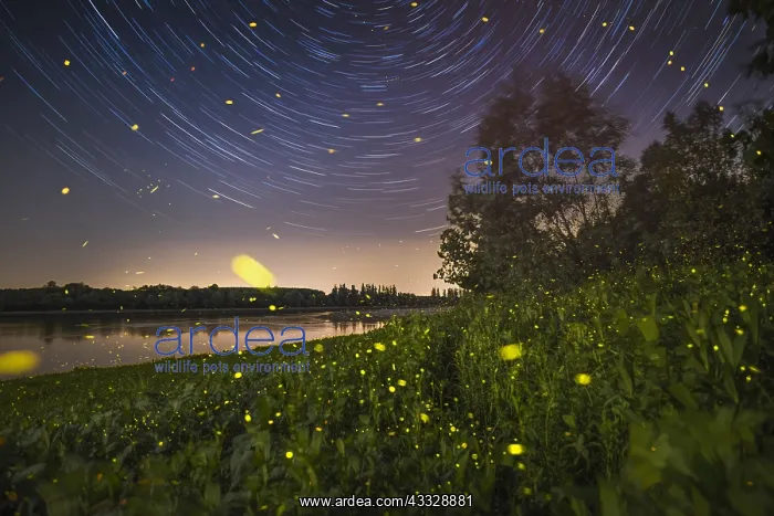 : Night among star and fireflies, side of the Po river : Night among star and fireflies, side of the Po river