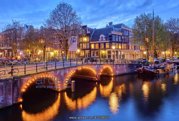 : Night view of Amterdam cityscape with canal, bridge : Night view of Amterdam cityscape with canal, bridge