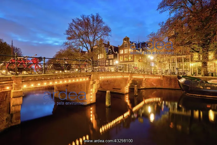 : Night view of Amterdam cityscape with canal, bridge : Night view of Amterdam cityscape with canal, bridge