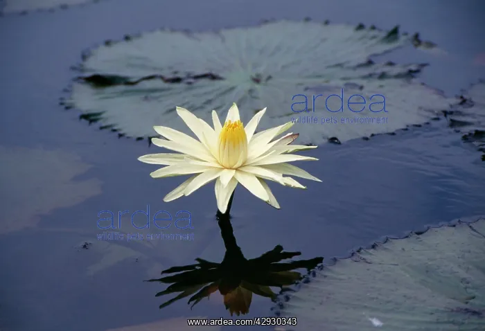 : NIGHT WATERLILY : NIGHT WATERLILY