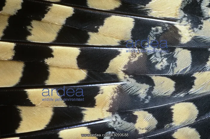 : Nighthawk Feathers : Nighthawk Feathers