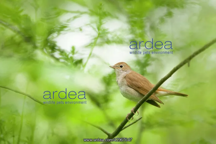 : Nightingale : Nightingale
