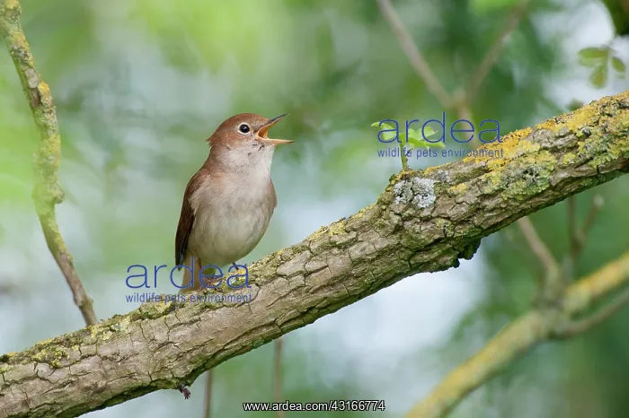 : Nightingale : Nightingale