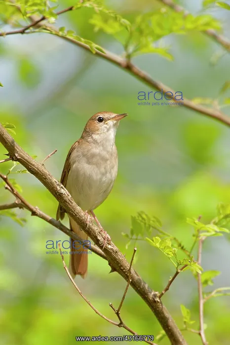  : Nightingale