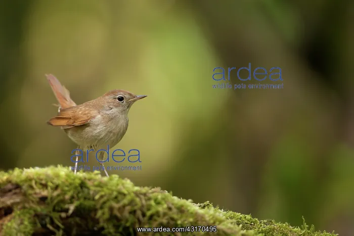 : Nightingale : Nightingale