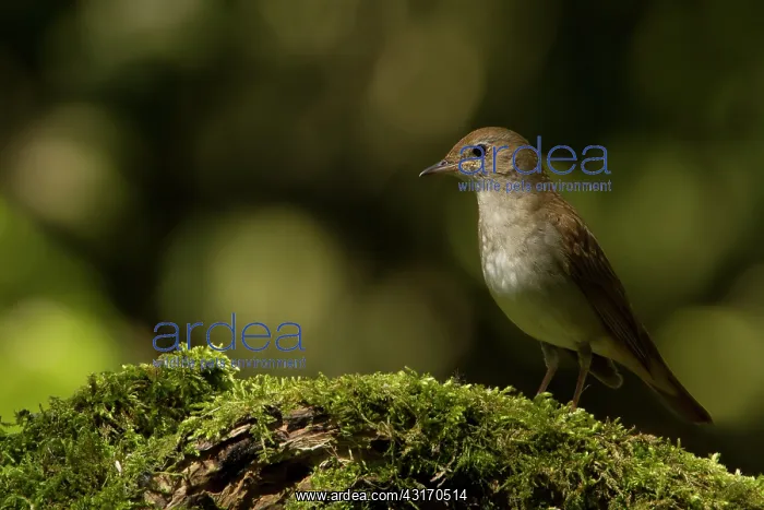 : Nightingale : Nightingale