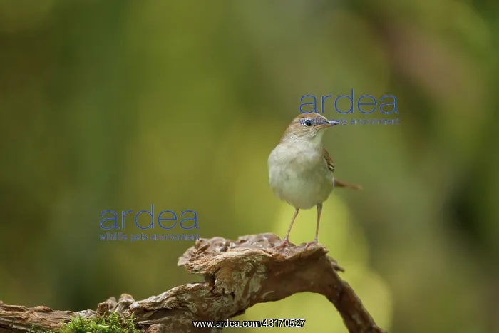 : Nightingale : Nightingale