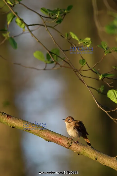 : Nightingale : Nightingale