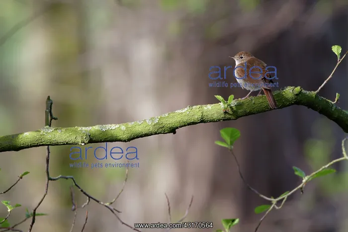 : Nightingale : Nightingale