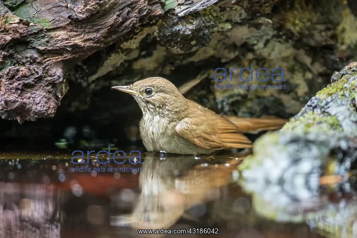 : Nightingale : Nightingale