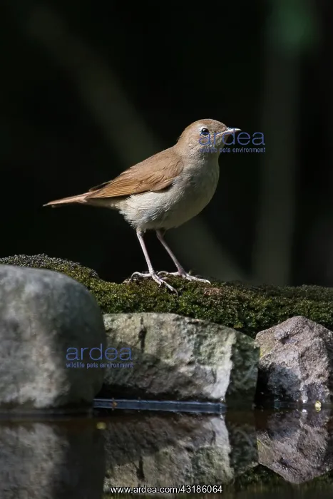  : A Nightingale
