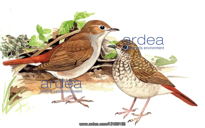 : Nightingale : Nightingale