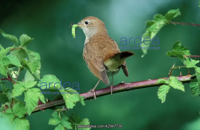 : Nightingale - Adult with food for the juveniles : Nightingale - Adult with food for the juveniles