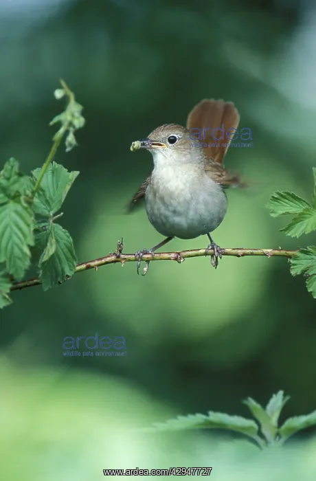 : Nightingale - Adult with food in mouth for the juveniles : Nightingale - Adult with food in mouth for the juveniles