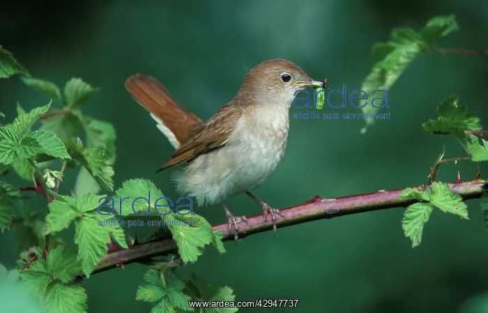 : Nightingale - Adult with food in mouth for the juveniles : Nightingale - Adult with food in mouth for the juveniles