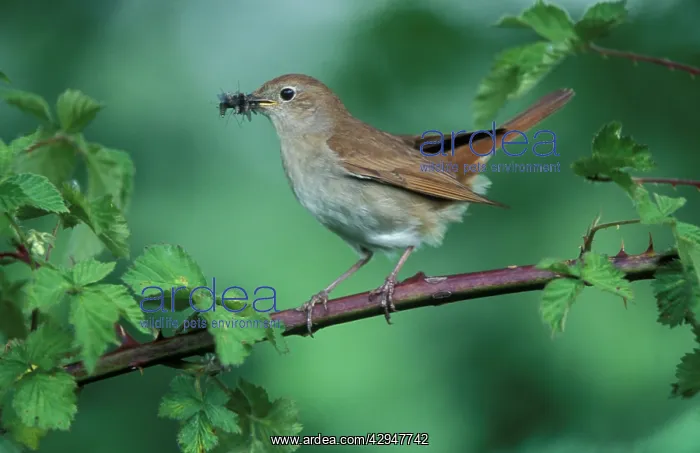 : Nightingale - Adult with food in mouth for the juveniles : Nightingale - Adult with food in mouth for the juveniles