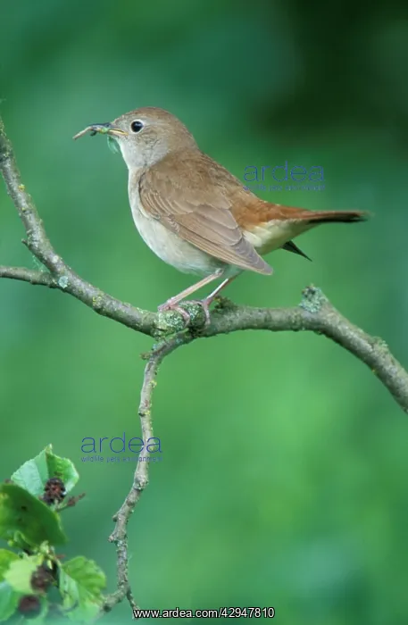 : Nightingale - Adult with food in mouth for the juveniles : Nightingale - Adult with food in mouth for the juveniles