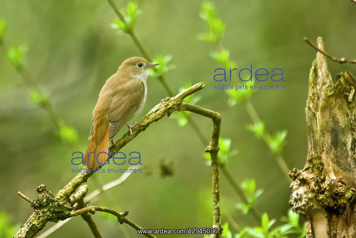 : Nightingale - On branch : Nightingale - On branch