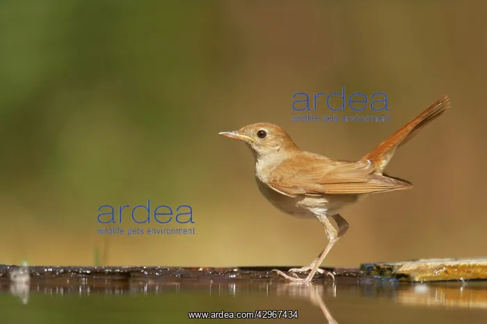  : Nightingale - at forest pool