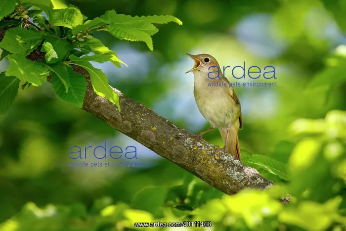 : Nightingale (Luscinia megarhynchos), singing, Hesse : Nightingale (Luscinia megarhynchos), singing, Hesse