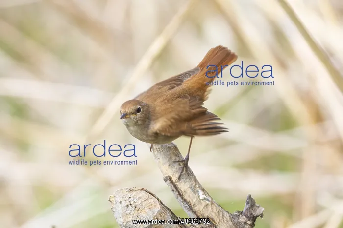 : Nightingale (Luscinia megarhynchos) Germany : Nightingale (Luscinia megarhynchos) Germany