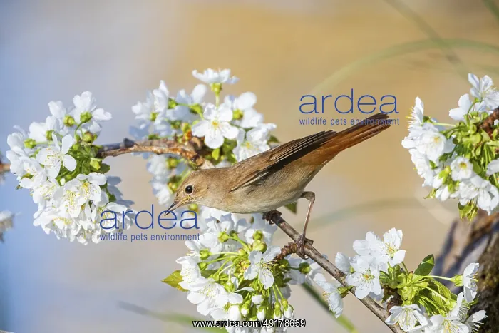 : Nightingale (Luscinia megarhynchos) Germany : Nightingale (Luscinia megarhynchos) Germany