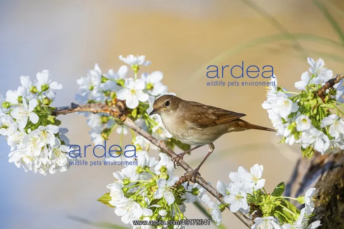 : Nightingale (Luscinia megarhynchos) Germany : Nightingale (Luscinia megarhynchos) Germany