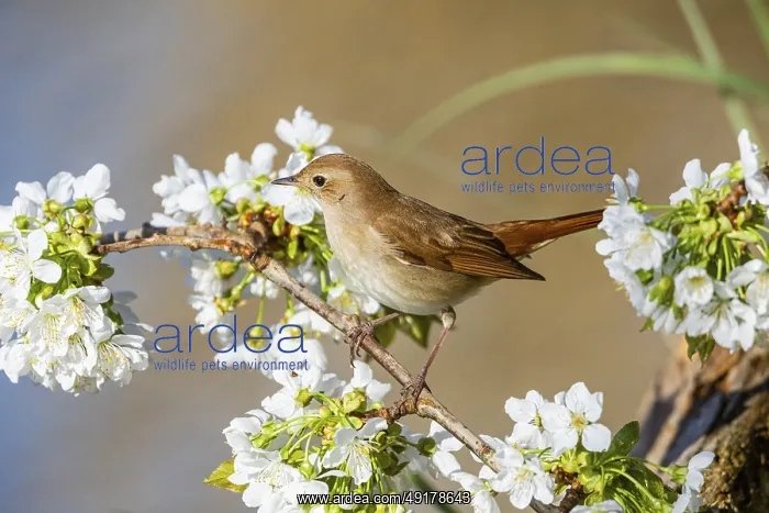 : Nightingale (Luscinia megarhynchos) Germany : Nightingale (Luscinia megarhynchos) Germany