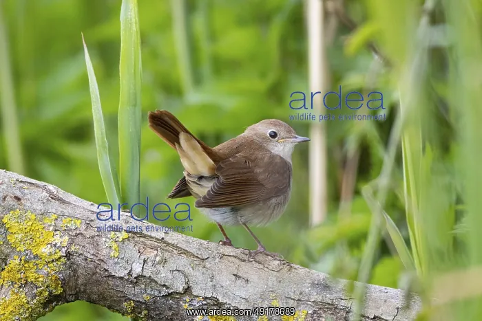 : Nightingale (Luscinia megarhynchos) Germany : Nightingale (Luscinia megarhynchos) Germany