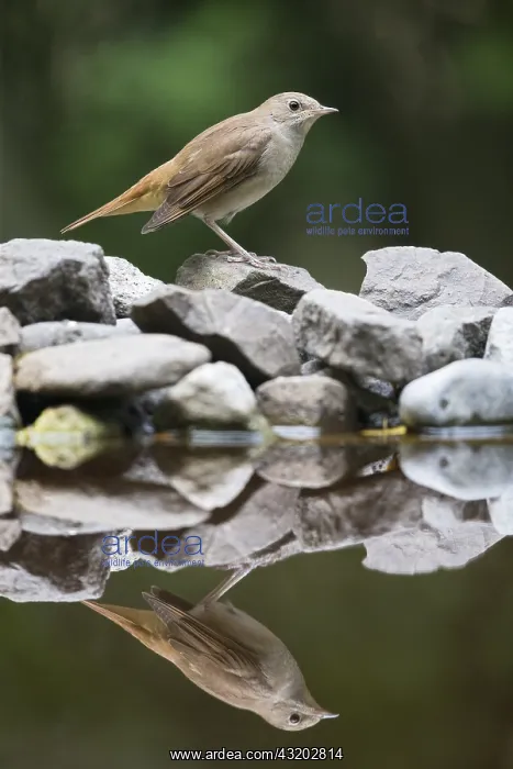 : A Nightingale (Luscinia megarhynchos) reflected : A Nightingale (Luscinia megarhynchos) reflected