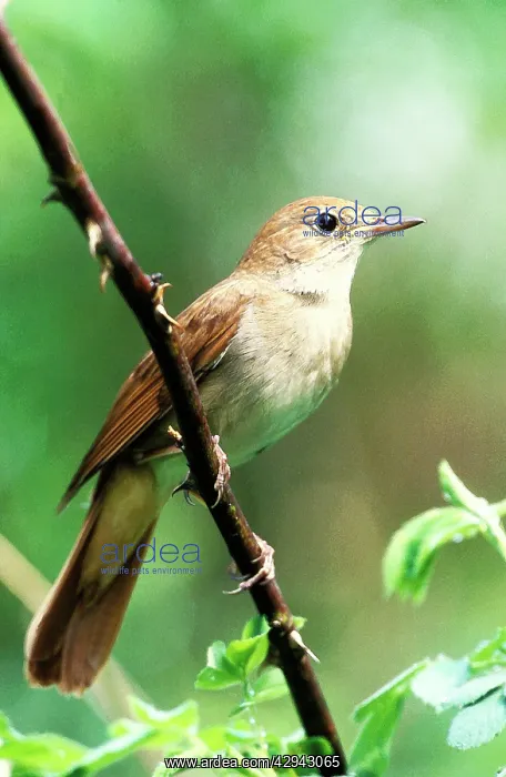 : Nightingale - Male perched on branch : Nightingale - Male perched on branch