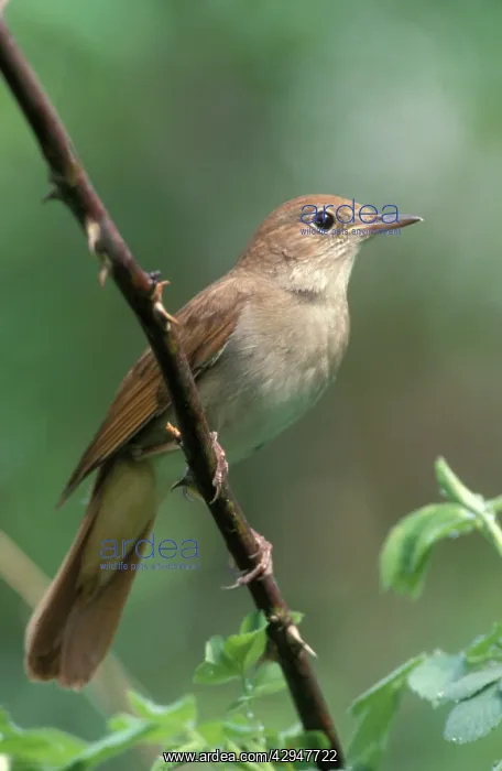  : Nightingale - Male perched on branch