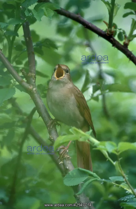 : Nightingale - Male singing : Nightingale - Male singing