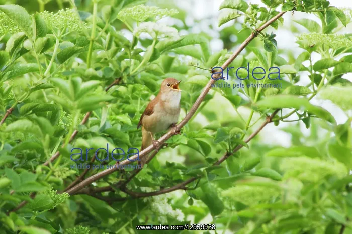 : Nightingale - Male singing : Nightingale - Male singing