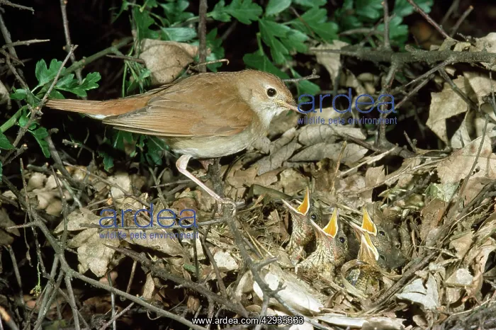 : NIGHTINGALE - at nest : NIGHTINGALE - at nest