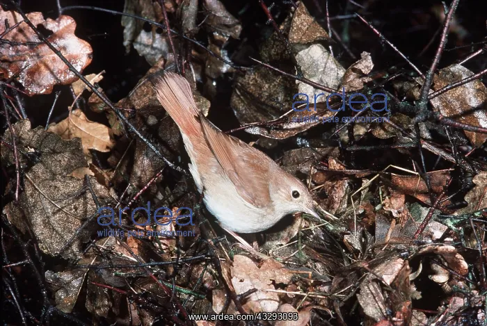 : NIGHTINGALE - at nest : NIGHTINGALE - at nest
