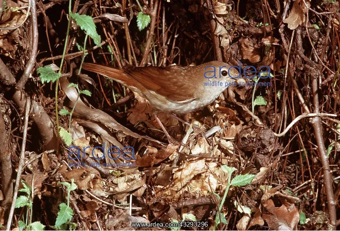 : NIGHTINGALE - at nest : NIGHTINGALE - at nest