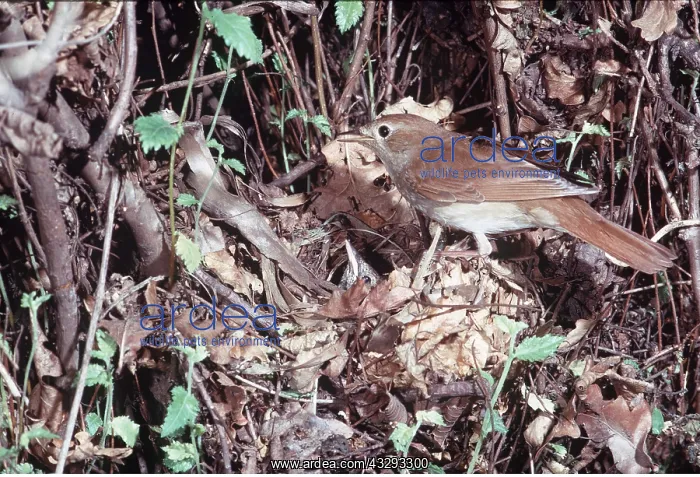: NIGHTINGALE - at nest with chick : NIGHTINGALE - at nest with chick