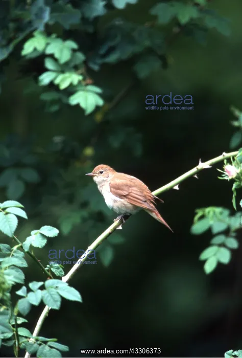 : NIGHTINGALE - perched on stem : NIGHTINGALE - perched on stem