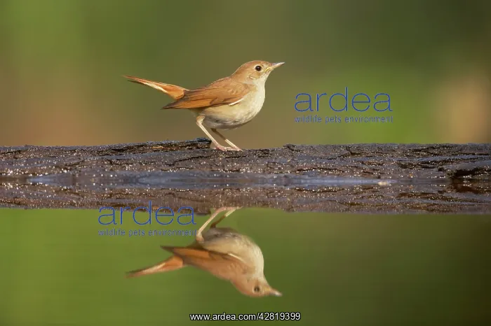 : Nightingale - Reflection in forest pool : Nightingale - Reflection in forest pool