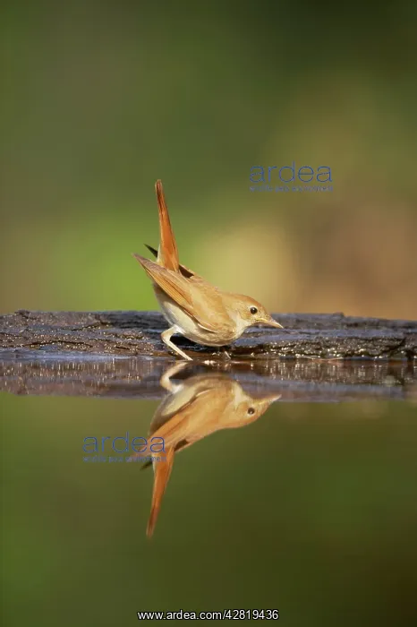 : Nightingale - Reflection in forest pool : Nightingale - Reflection in forest pool