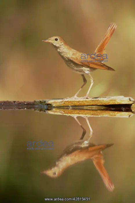 : Nightingale - Reflection in forest pool : Nightingale - Reflection in forest pool