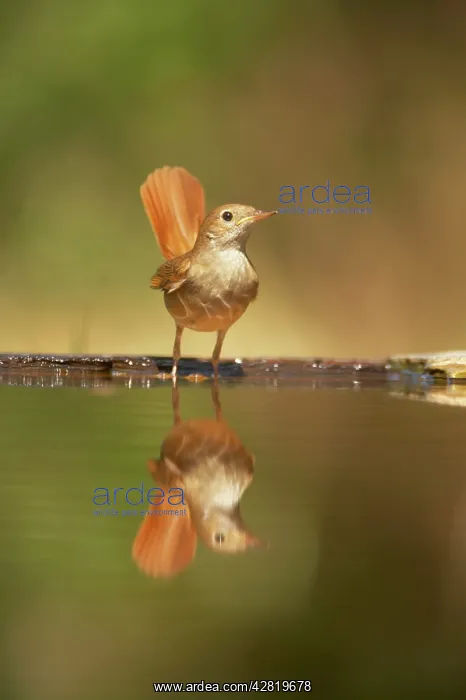 : Nightingale - reflection in forest pool : Nightingale - reflection in forest pool