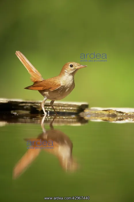 : Nightingale - reflection in forest pool : Nightingale - reflection in forest pool